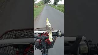 Download lagu #cockatielbird #birds #FalkJinak #Falk Australia #Parkit Australia #Fyp #Parrot mp3
