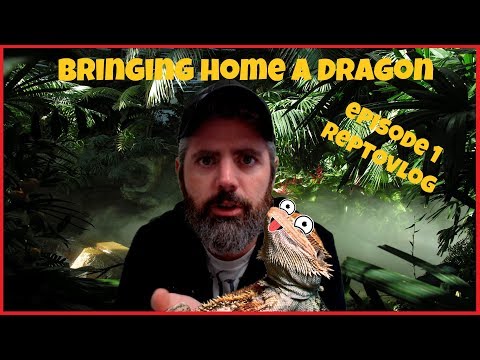Reptovlog Episode 1: Bringing home a baby bearded dragon!