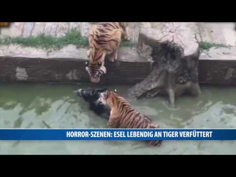 Horror-Szenen: Esel lebendig an Tiger verfüttert