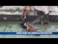 Horror Szenen Esel Lebendig An Tiger Verfüttert