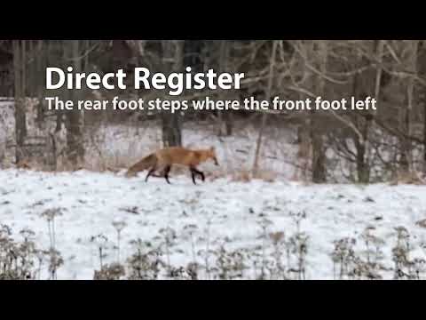 Direct Register: Fox Walking