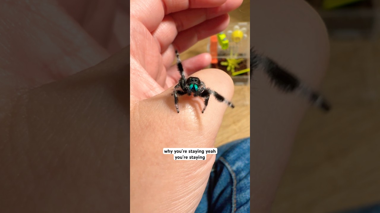 Do Jumping Spiders Make Good Pets?