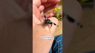Do Jumping Spiders Make Good Pets? MQDEFAULT Thumbnail