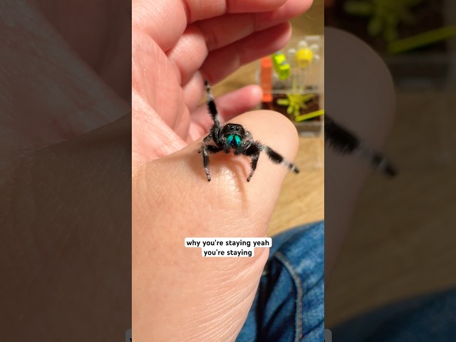 Do Jumping Spiders Make Good Pets? SDDEFAULT Thumbnail