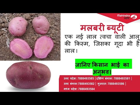 मलबरी ब्यूटी-एक नई लाल त्वचा वाली आलू की किस्म, जिसका गूदा भी है लाल I जानिए किसान भाई का अनुभव।