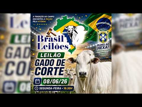 LEILÃO  GADO DE CORTE BRASIL LEILÕES  PORANGATU - GO  08 /06 / 2026