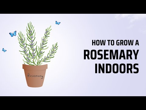 How to Grow Rosemary Indoors: The Ultimate Guide