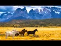 Beautiful Relaxing Music, Peaceful Soothing Instrumental Music, "Horses of the Mt Realms" Tim Janis