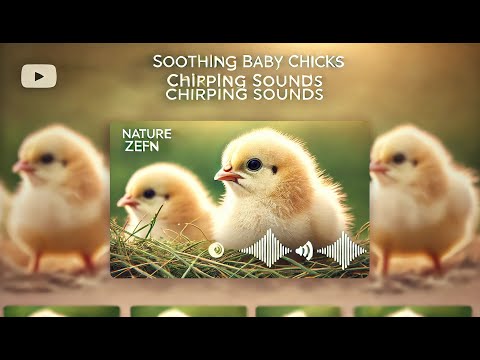 Soothing Baby Chicks Chirping Sounds | Relaxing Baby Chicken Sounds for Sleep and Relaxation