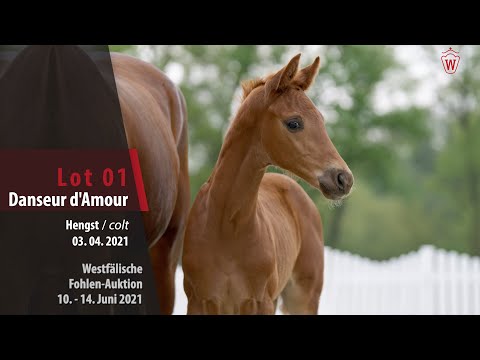 Westfälische Fohlen-Auktion Lot 1 Danseur d'Amour Hengst v. Dynamic Dream  - For Romance I