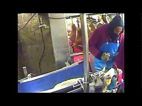 Undercover: inside a UK non-stun slaughterhouse, Bowood Yorkshire Lamb