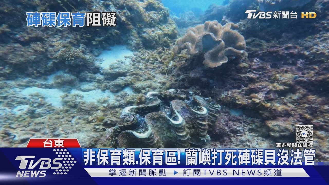 蘭嶼海域「硨磲貝」遭敲打死亡 畫面流出惹眾怒 縣府說話了