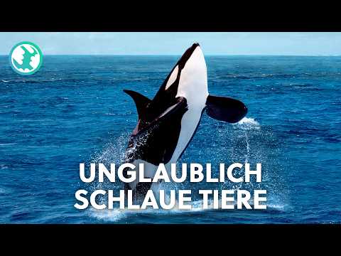 Tierische Genies: Die intelligentesten Tiere der Welt? | Doku
