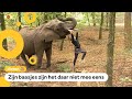 Buba, laatste circus-olifant van Nederland moet nu écht weg