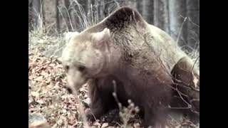 Властелинът на дивите дебри