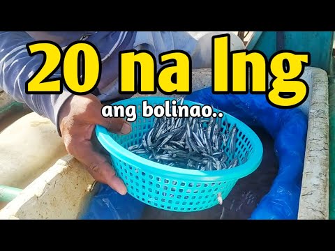 BOLINAO RECIPE | PAKSIW NA ISDA WITH DAHON NG LUYANG DILAW