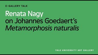 Renata Nagy on Johannes Goedaert’s Metamorphosis naturalis
