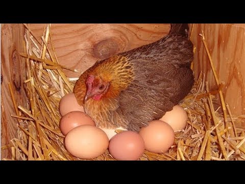 , title : '✅ Πως θα γεννάνε οι κότες ασταμάτητα: Μυστικά διατροφής για περισσότερα αυγά'