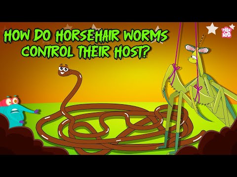 Deadliest Parasite | How Do Horsehair Worms Control their Host? | Mind Controlling Parasite | Binocs