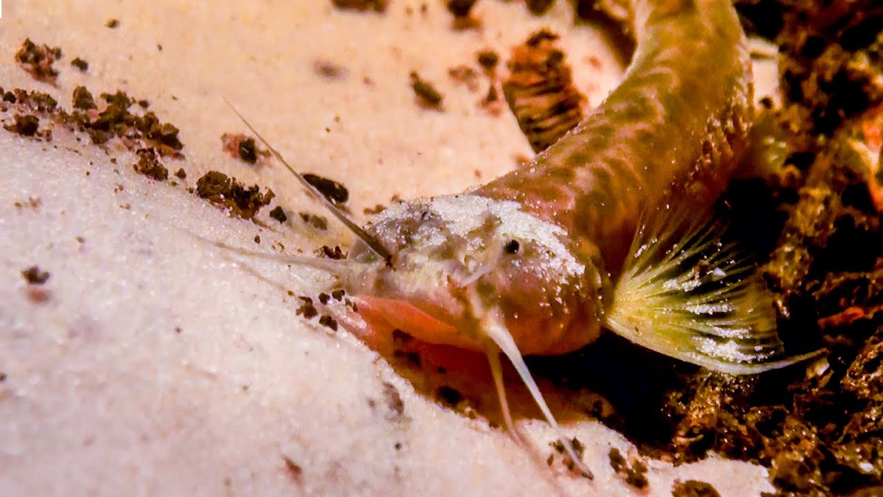 Pink Catfish Discovered In Mountain Cave | The Dark:  Nature's Nighttime World | BBC Earth