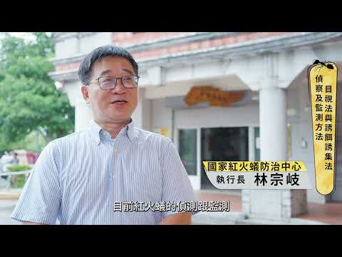 【臺灣還有紅火蟻嗎？】