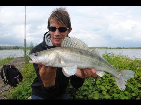 Pescando Perch, Zander e Ide em Waal, na Holanda