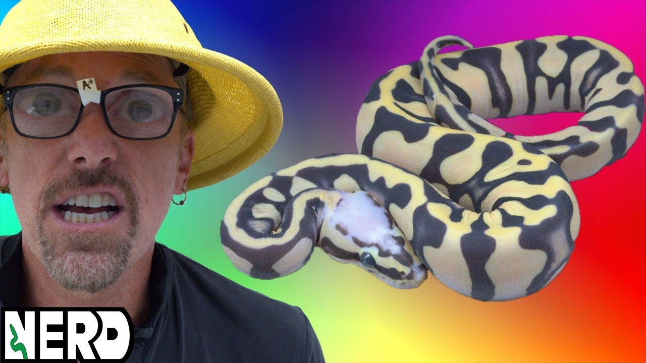 Proving these Ball Pythons Don't have scales! Featuring Dr. Tinklebaulm