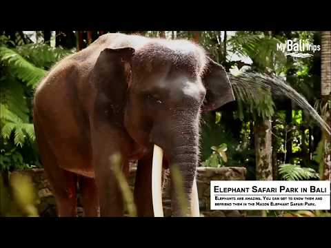 Elephant Safari Park in Bali