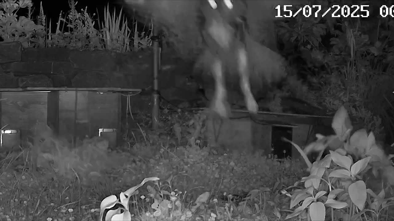 Uhu fängt Ratte, rattige Igel und Marder | 15.07.2025