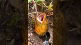 Download lagu TEKNIK MANCING BELUT.umpan jitu #belut #mancingbelut mp3 Download lagu TEKNIK MANCING BELUT.umpan jitu #belut #mancingbelut mp3