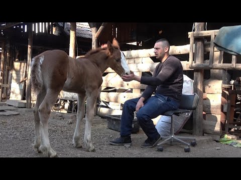 Caii lui Csabi de la Floresti, Cluj - 2020 Nou!!!