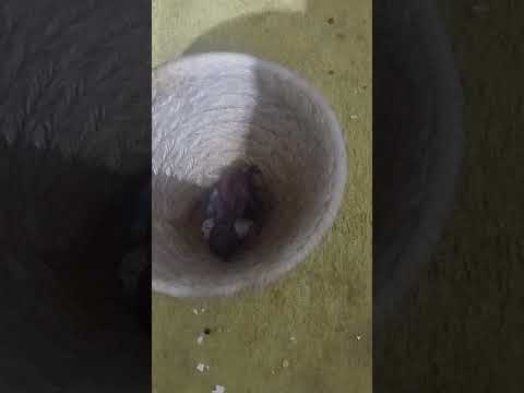 Vamos para segunda temporada de filhotes do final do ano, Iporá Goiás 