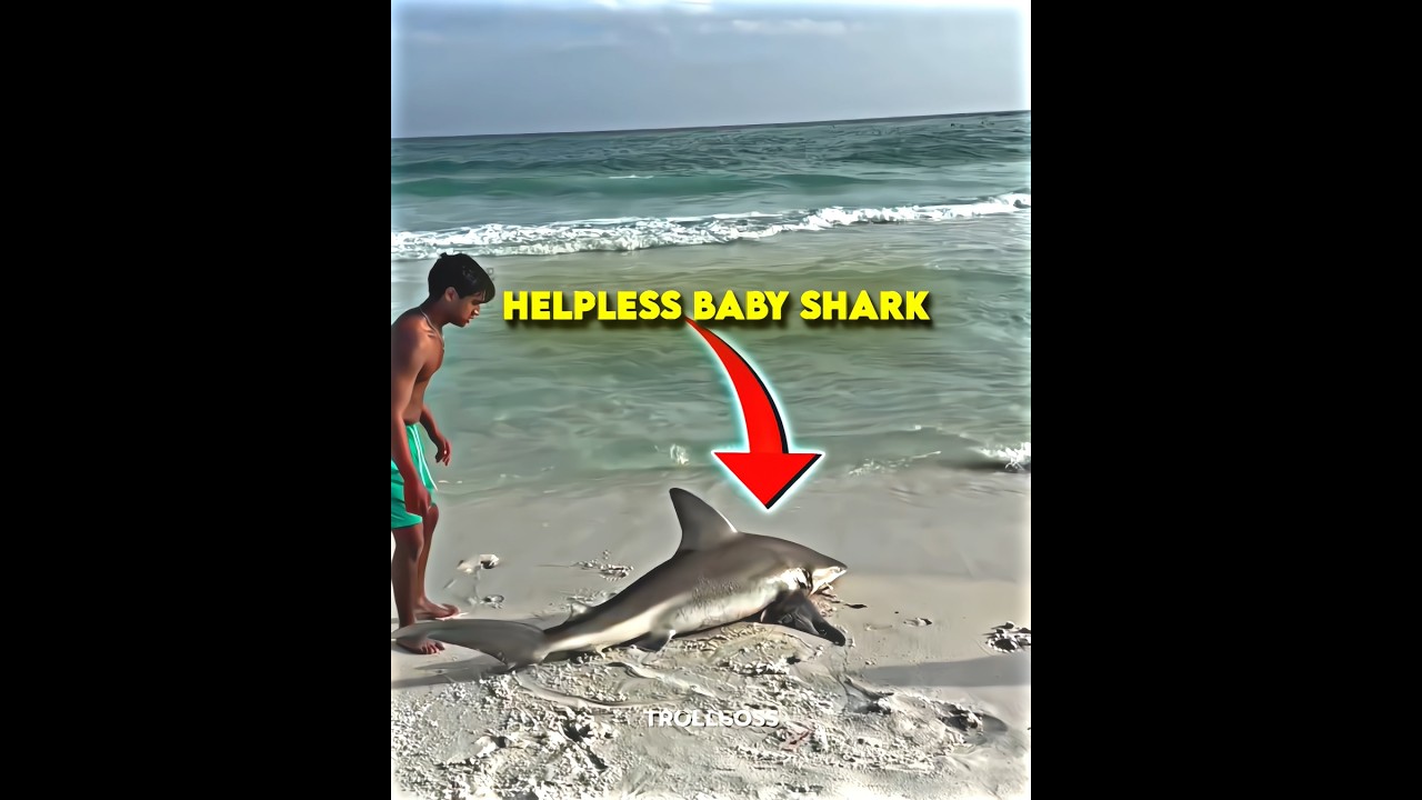 Boy Kindness Save Shark