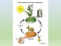 Intro To Animal Nutrition