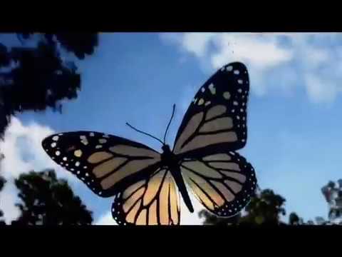KIMATIKA  - Krafttier Schmetterling