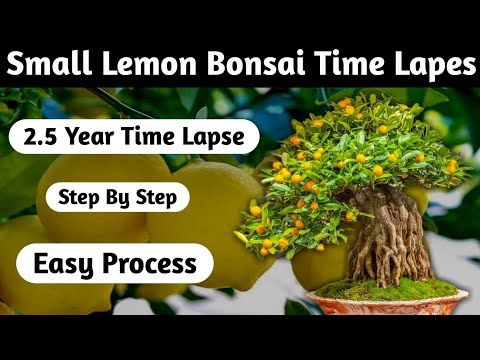 Lemon Bonsai Time lapse Step By Step