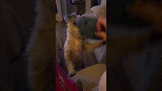 Video preview image #1 Cairn Terrier-Unknown Mix Puppy For Sale in Chandler, AZ, USA