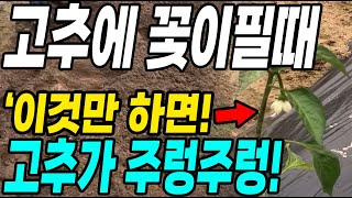 고추에 꽃이필때 이것만 하면 몇배 더 수확! 이때 해줘야 주렁주렁 대박!