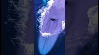 The largest animal to ever live: The Blue Whale