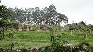 Download lagu SUASANA GUBUK SAWAH PEDESAAN SAAT HUJAN🤗😎🤗 ADEM BIKIN HATI DAMAI mp3 Download lagu SUASANA GUBUK SAWAH PEDESAAN SAAT HUJAN🤗😎🤗 ADEM BIKIN HATI DAMAI mp3