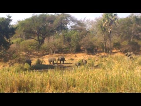 Elephants Liwonde National Park Malawi.