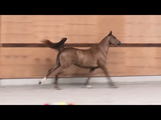 gaits