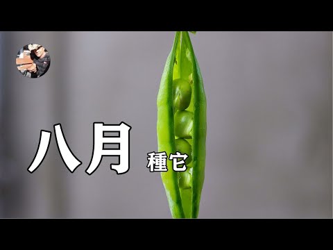 八月是什麼季節