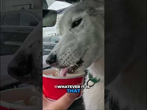 ¡Llevo a mi perro mayor a Chick-Fil-A!