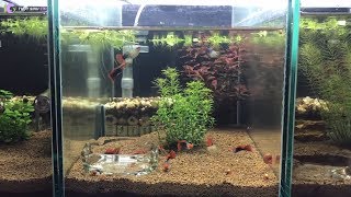 Hướng dẫn làm dàn bể thủy sinh bố cục BSA nuôi cá cực kỳ hiệu quả ( Dễ làm - Rẻ - Đẹp )