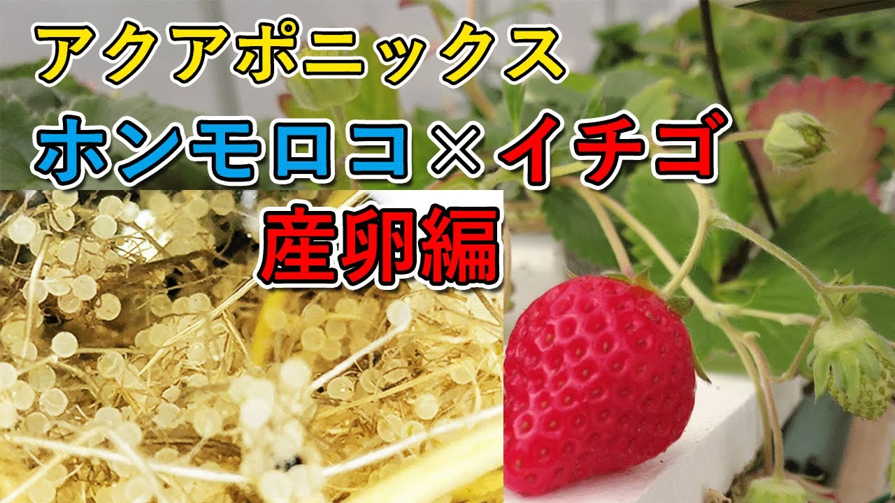 【繁殖 前編】ホンモロコの卵を隔離して、孵化に挑戦【アクアポニックス 繁殖】