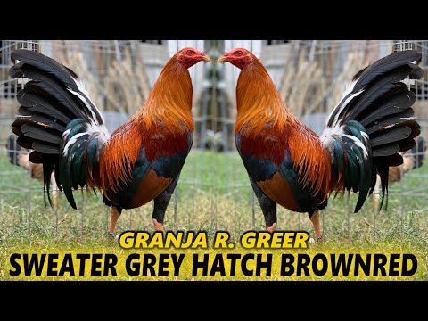 Sweater Hatch Grey White Claret Kelso GRANJA R. GREER | Beautiful Birds Big Farm Tuxpan