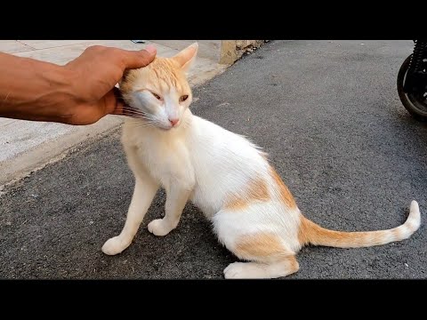 A Cute Stray Cat Liked To Rub Her Neck.