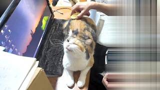 三毛猫フミ姫様　御髪を整える😺