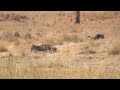 Lion Takes Down Wildebeest